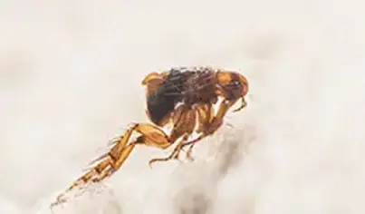 Flea & Tick Control