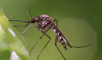 Mosquito Control