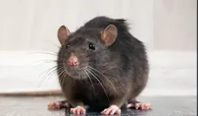 Rodent Control