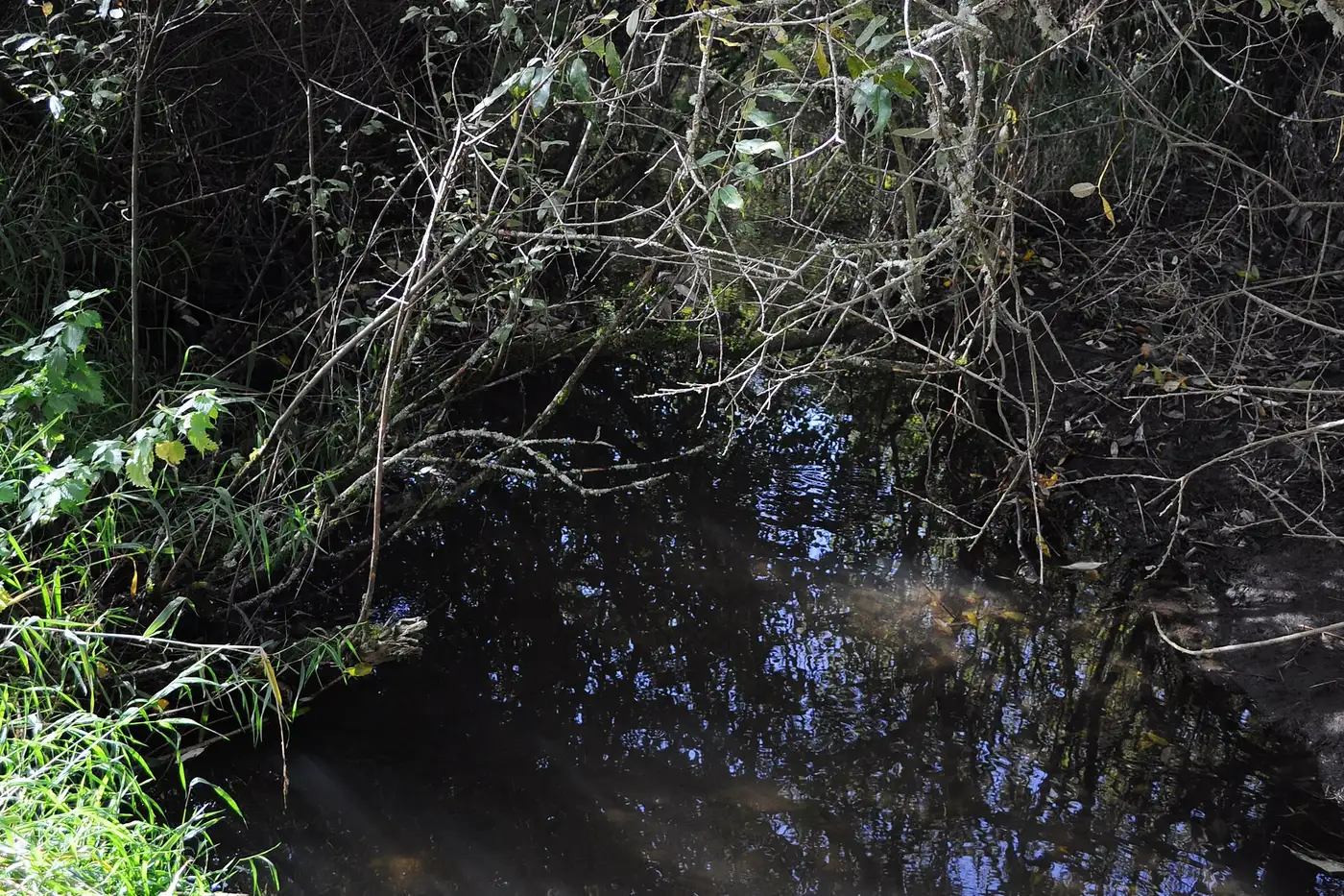 Kelsey Creek in Bellevue, WA, a still stretch of dark water under a thicket of overhanging willow and shrub branches