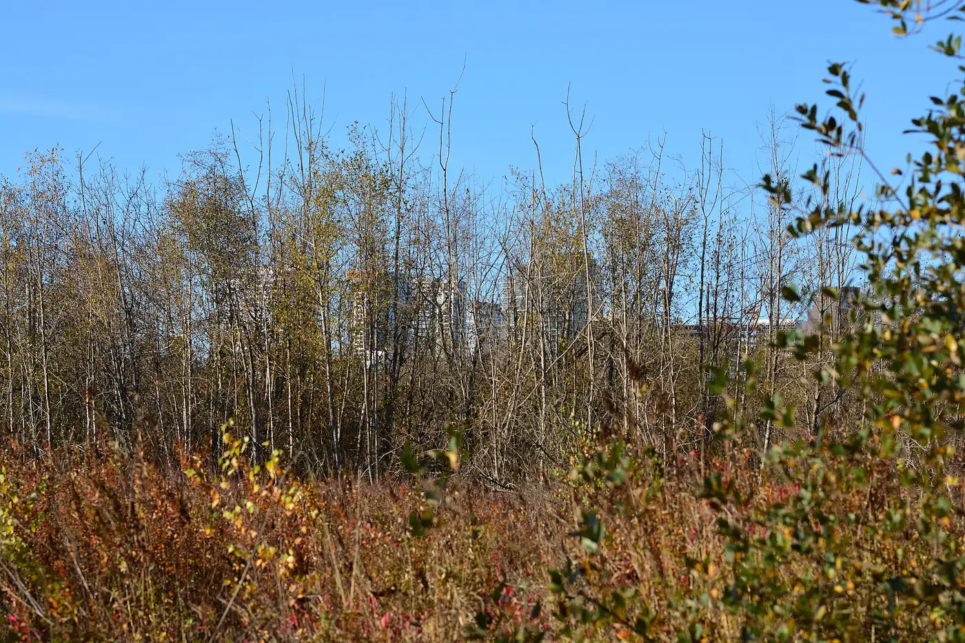 Downtown Bellevue towers visible through autumn brush and bare alder trees in Mercer Slough Nature Park, Bellevue, WA