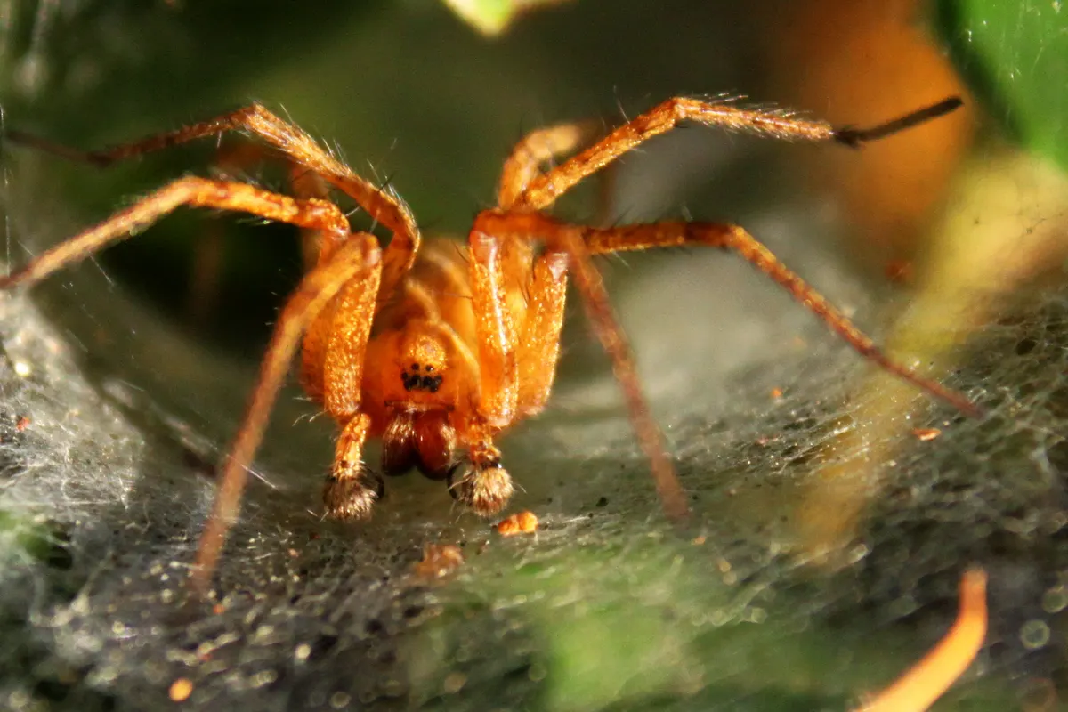 A funnel weaver spider at the mouth of its sheet-and-funnel web, photographed in Washington State