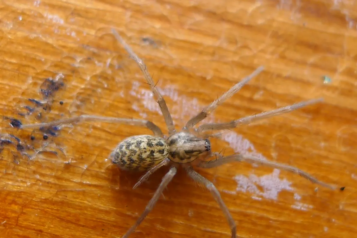 A giant house spider, brown with long banded legs, on a wooden surface