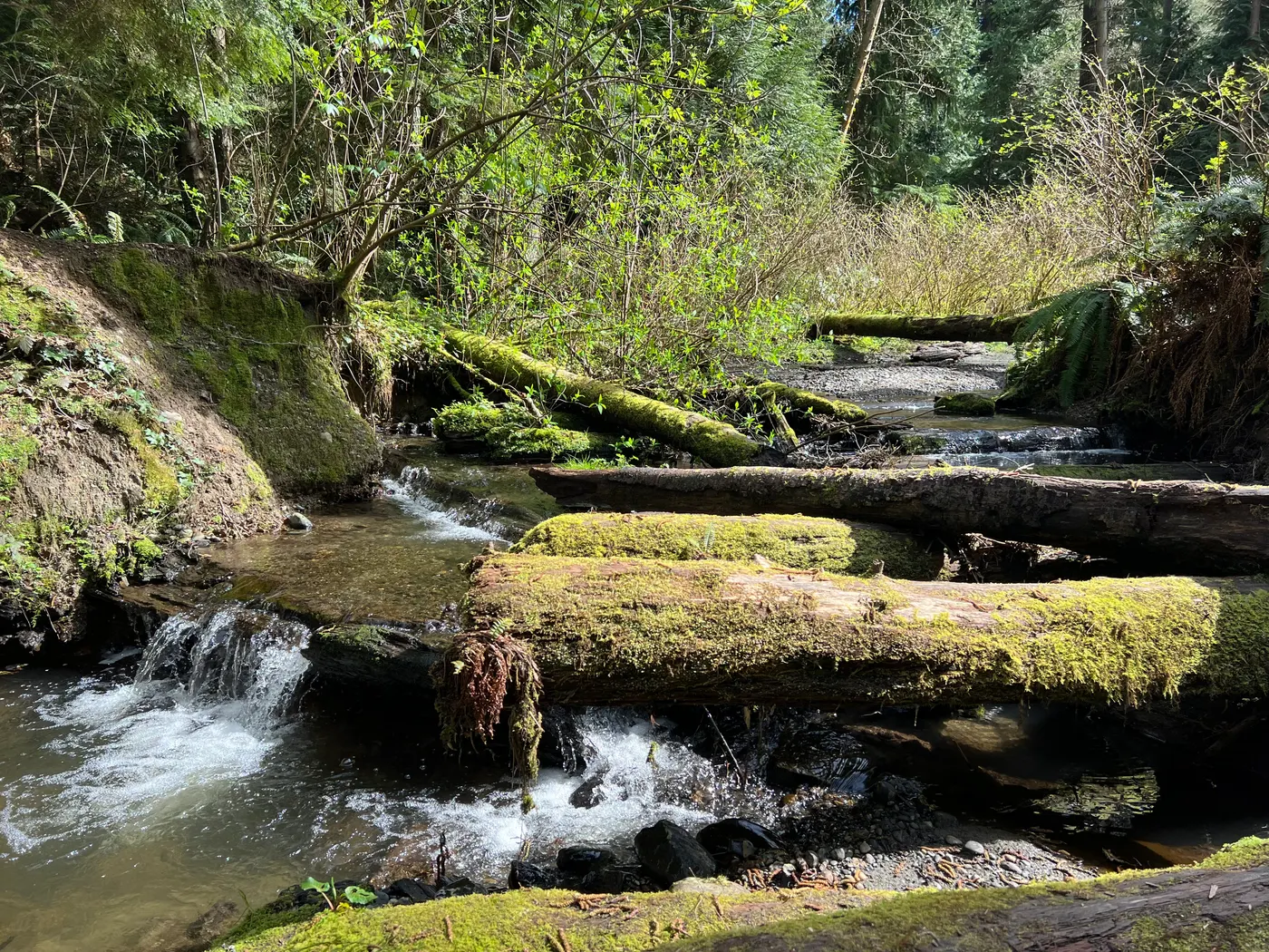 Perrinville Creek running over mossy logs and rocks in Southwest County Olympic View Park, Edmonds, WA