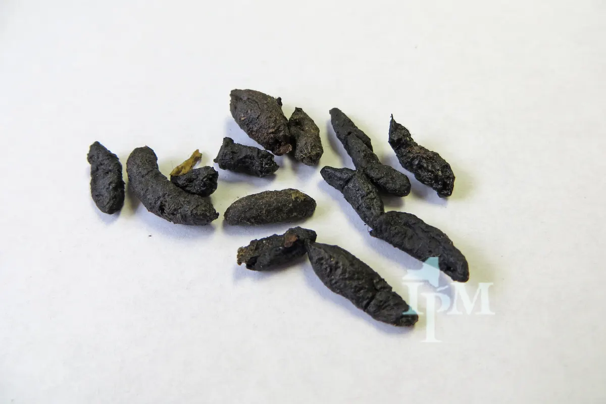 A close-up of rat droppings, dark, about half an inch to three quarters of an inch long with blunt ends
