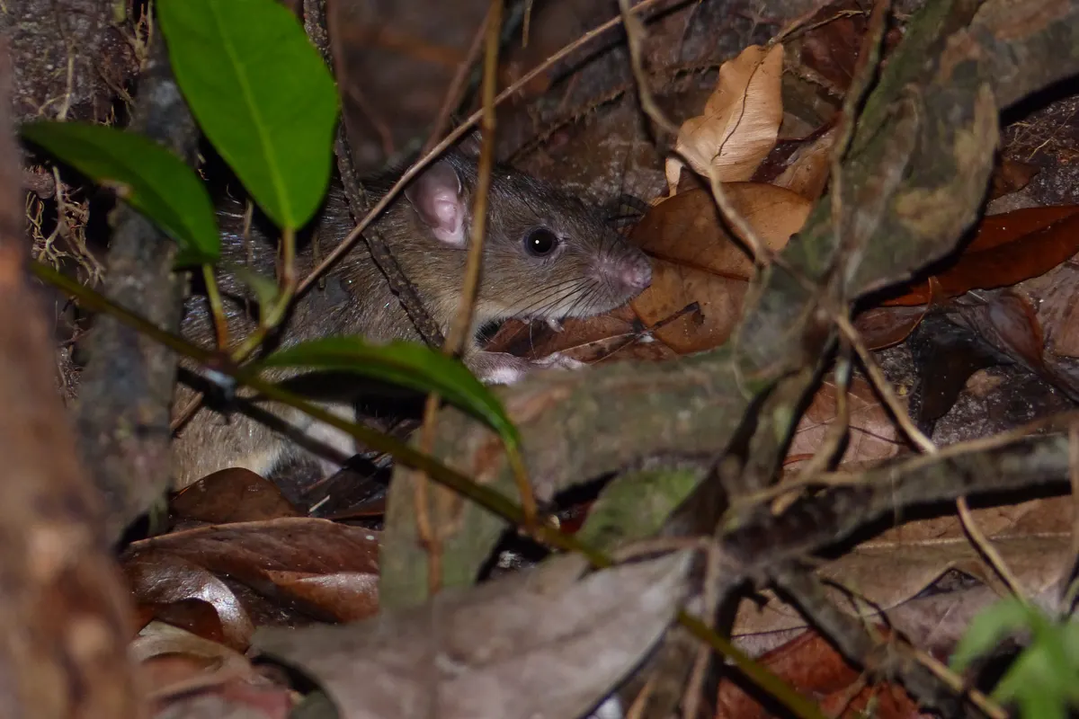 A roof rat (black rat) peering out from leaves and branches, the climbing rat that travels the Edmonds tree canopy