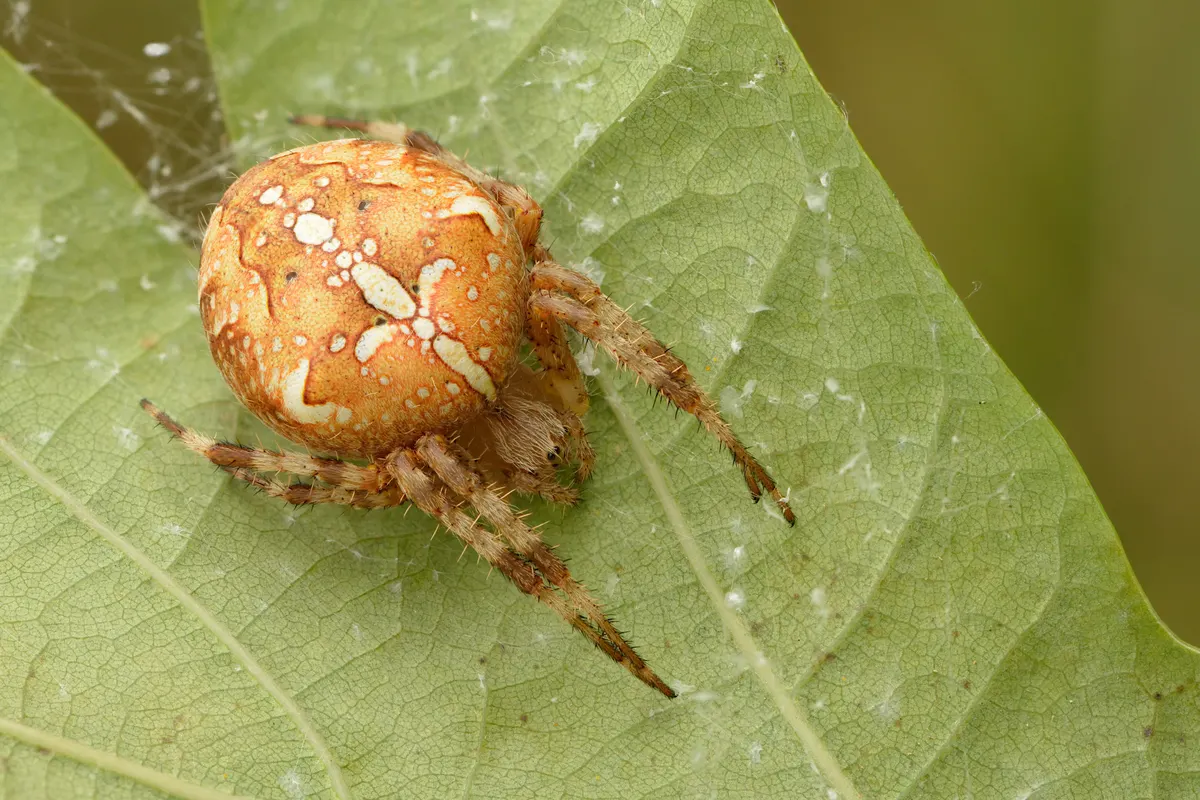 A cross orb-weaver spider, orange with a white cross pattern, resting on a leaf, the spider that strings webs across Everett porches in fall