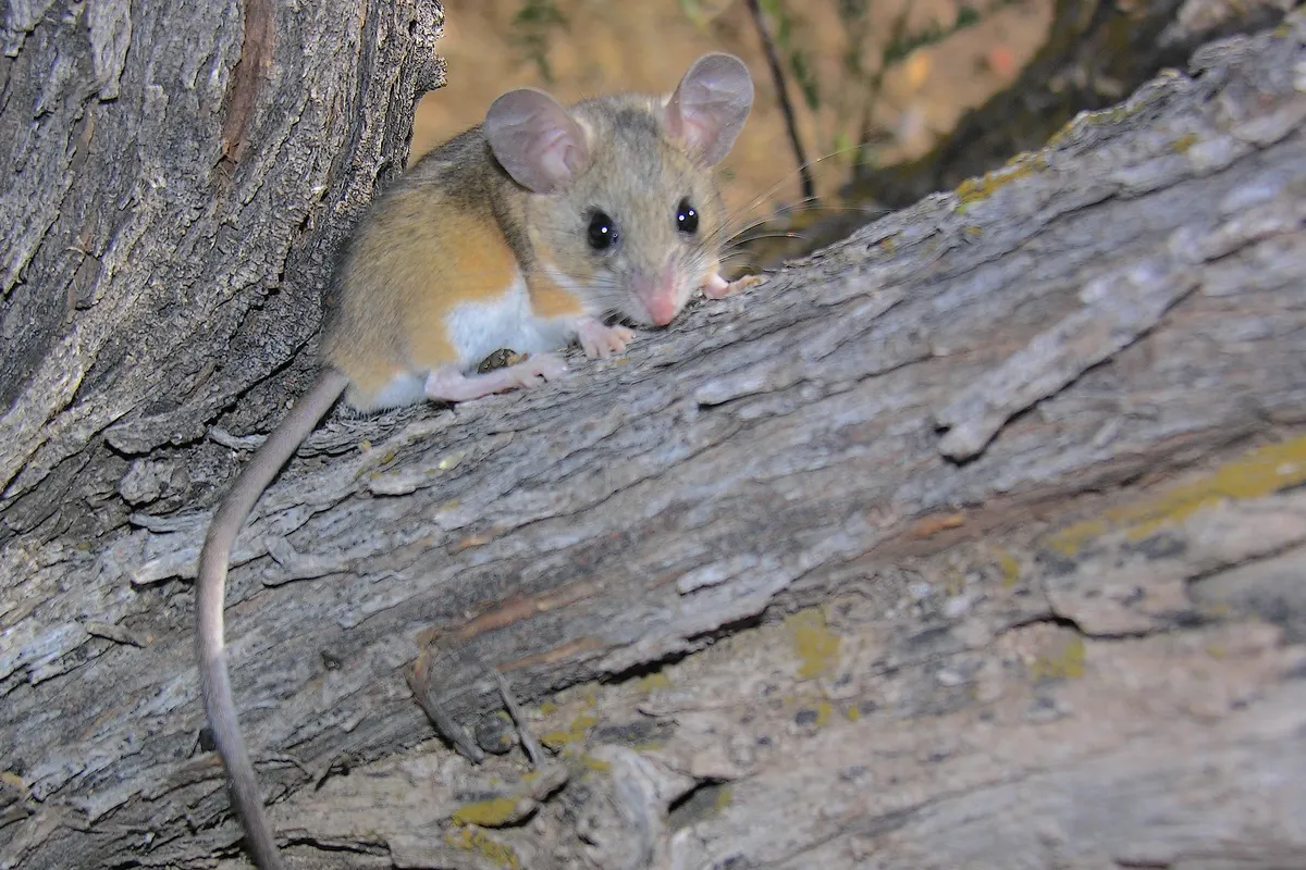 A deer mouse with a white belly and feet on a log, the mouse that carries hantavirus in Washington