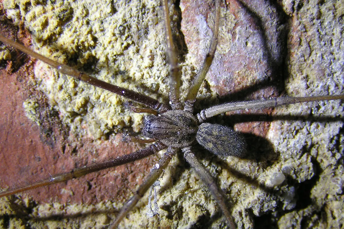 A large, long-legged brown giant house spider on a rough cellar wall, the big spider people find in Everett basements and garages in fall