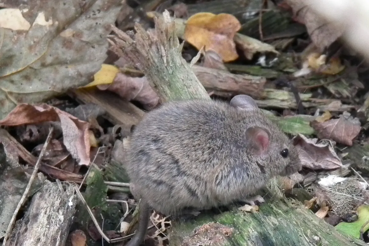 A gray house mouse among dry leaves, the small mouse that moves into Everett garages and kitchens in the fall