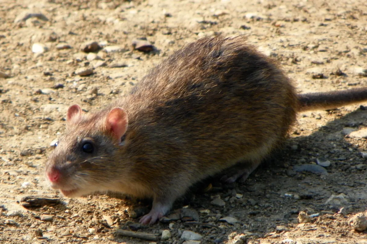 A Norway rat (brown rat) on bare ground, the heavier burrowing rat found along Everett foundations and riverside lots