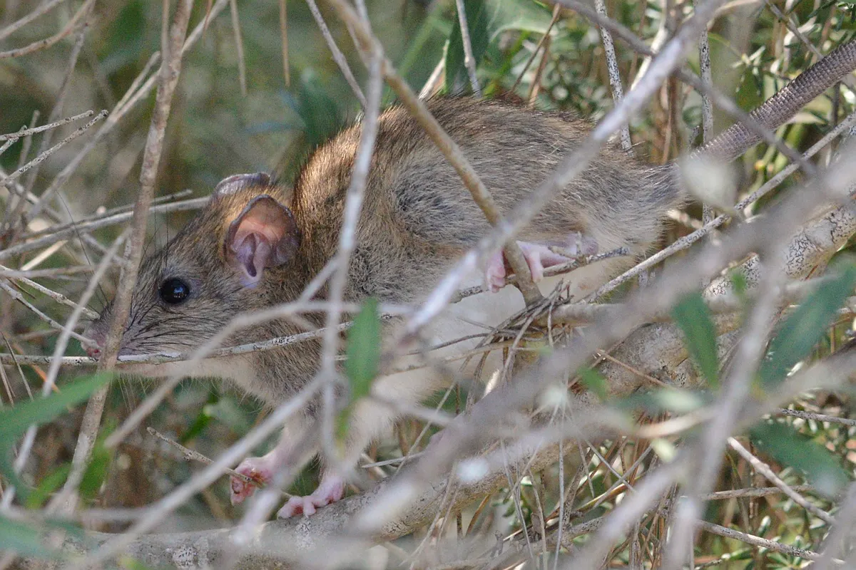 A roof rat (black rat) climbing through branches, the climbing rat that reaches north Everett rooflines along trees and wires