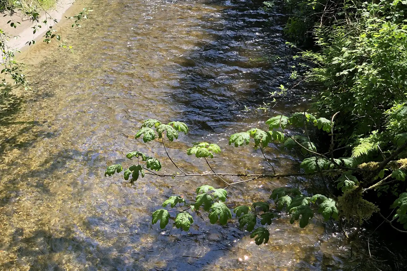 Issaquah Creek running clear over gravel between bushes and a leaning branch of leaves, in dappled shade