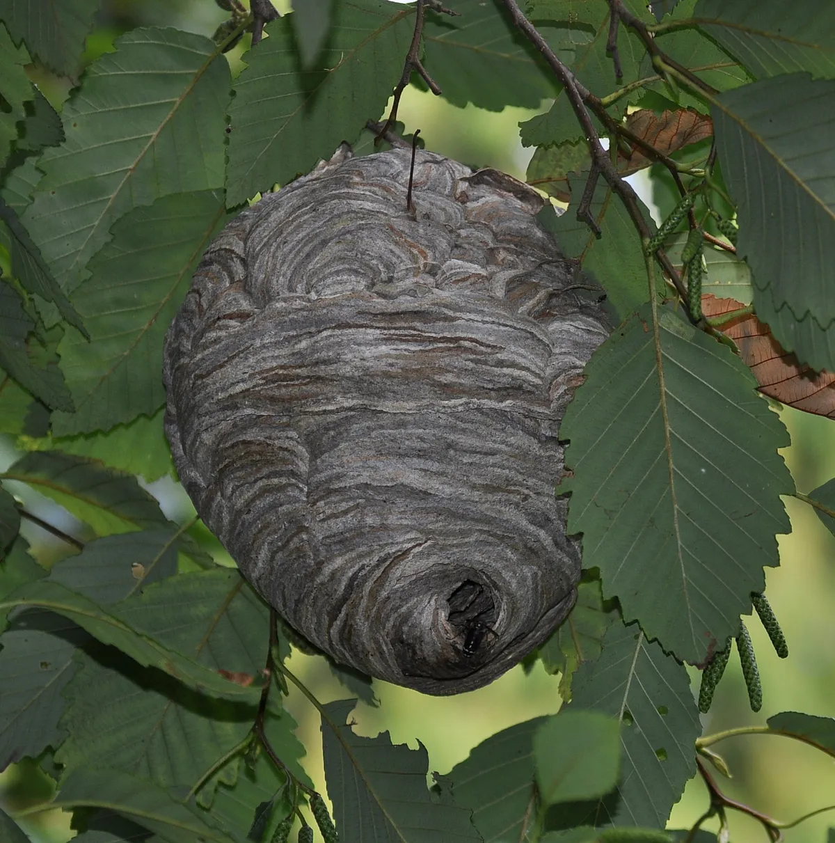 A gray, papery, football-shaped bald-faced hornet nest hanging among the leaves of a tree branch