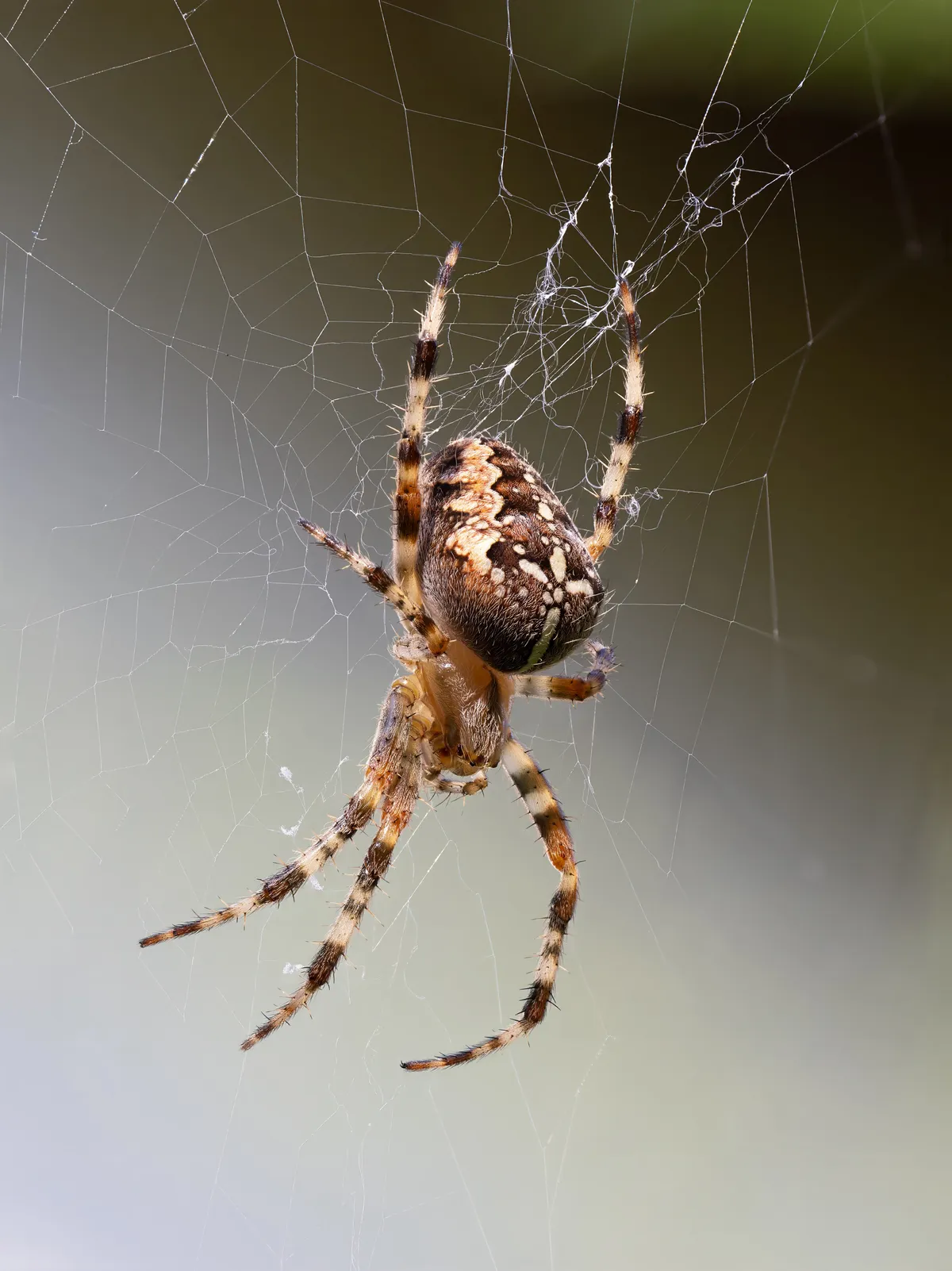 A cross orb-weaver hanging head-down in the middle of its round web, the spider that strings webs across decks and railings in fall