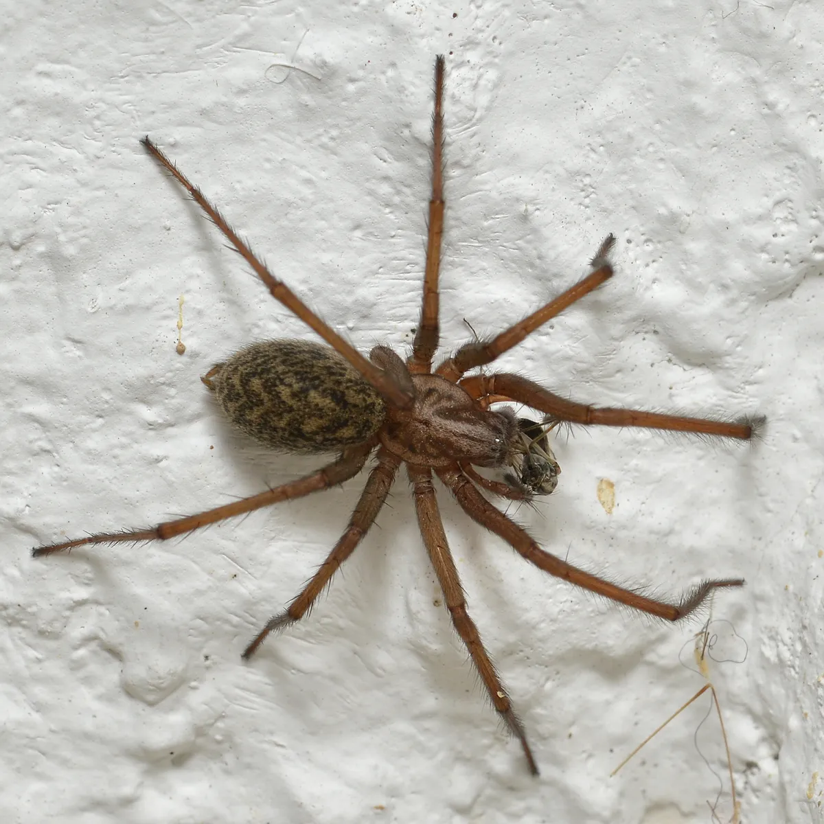 A large, long-legged brown giant house spider on a white wall, the big spider that shows up crossing floors in fall