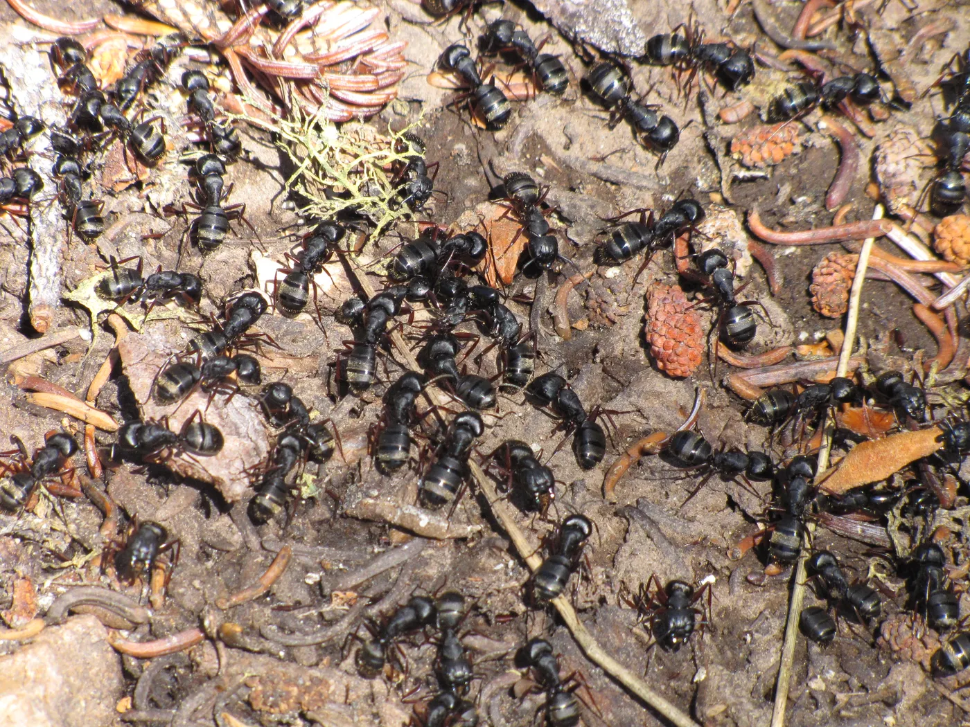 Dozens of black Modoc carpenter ants spilling out over forest-floor debris around a disturbed nest
