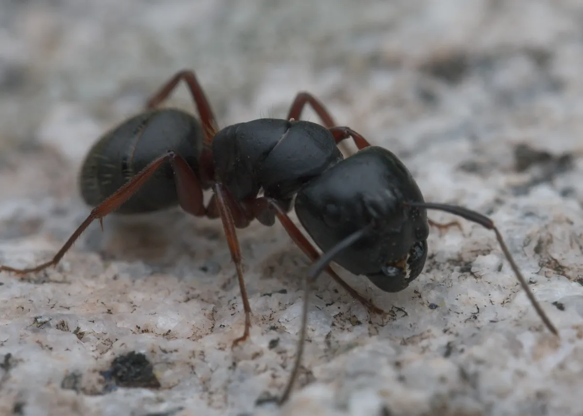 Close-up of a single large black Modoc carpenter ant with reddish legs walking across rock