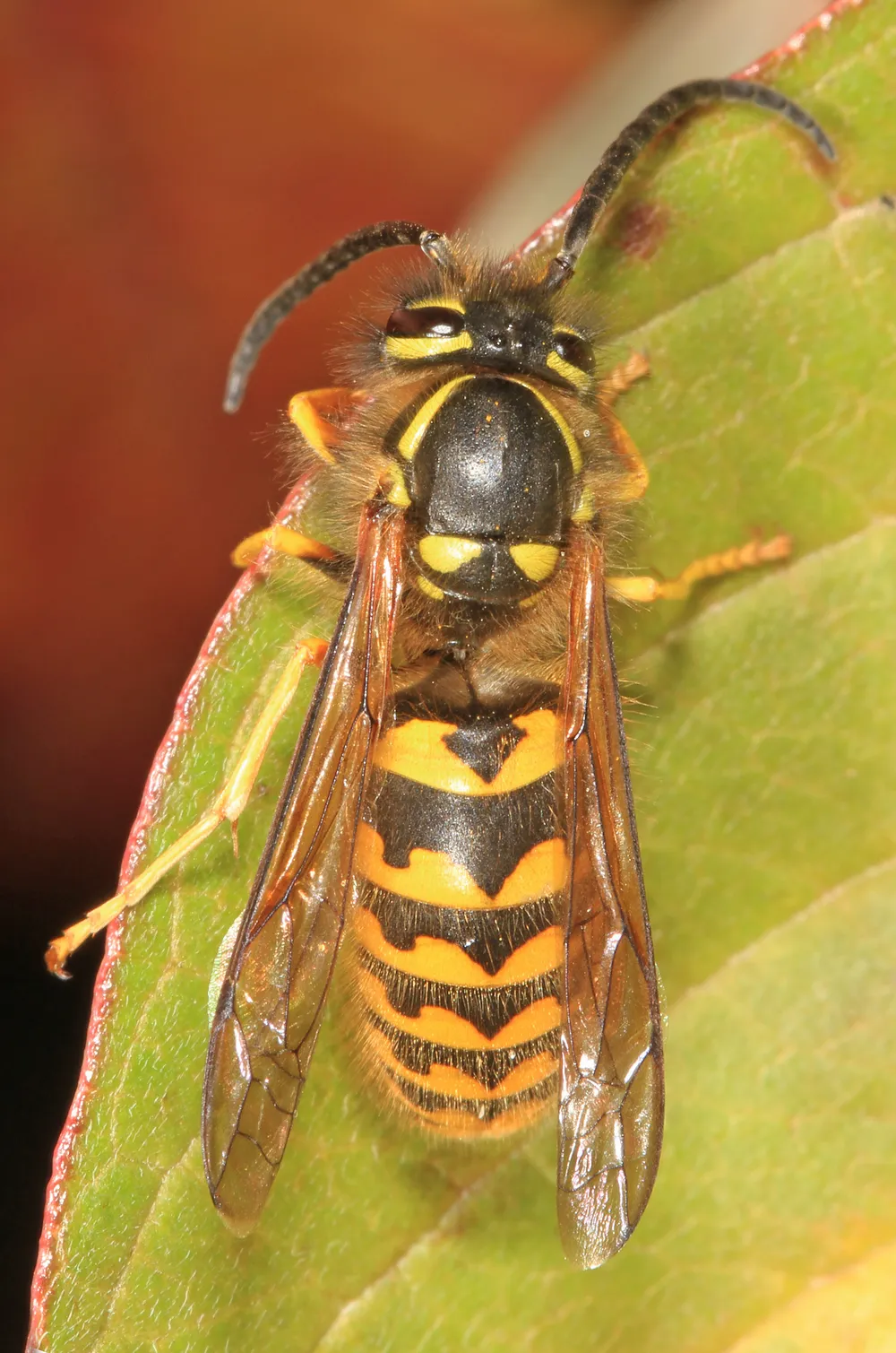 Close-up of a western yellowjacket, black with bright yellow bands, resting on a leaf
