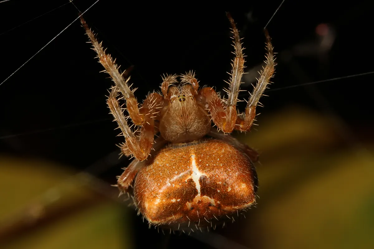 A cat-faced spider in its web at night, a plump orange-brown orb-weaver with two small bumps on its abdomen