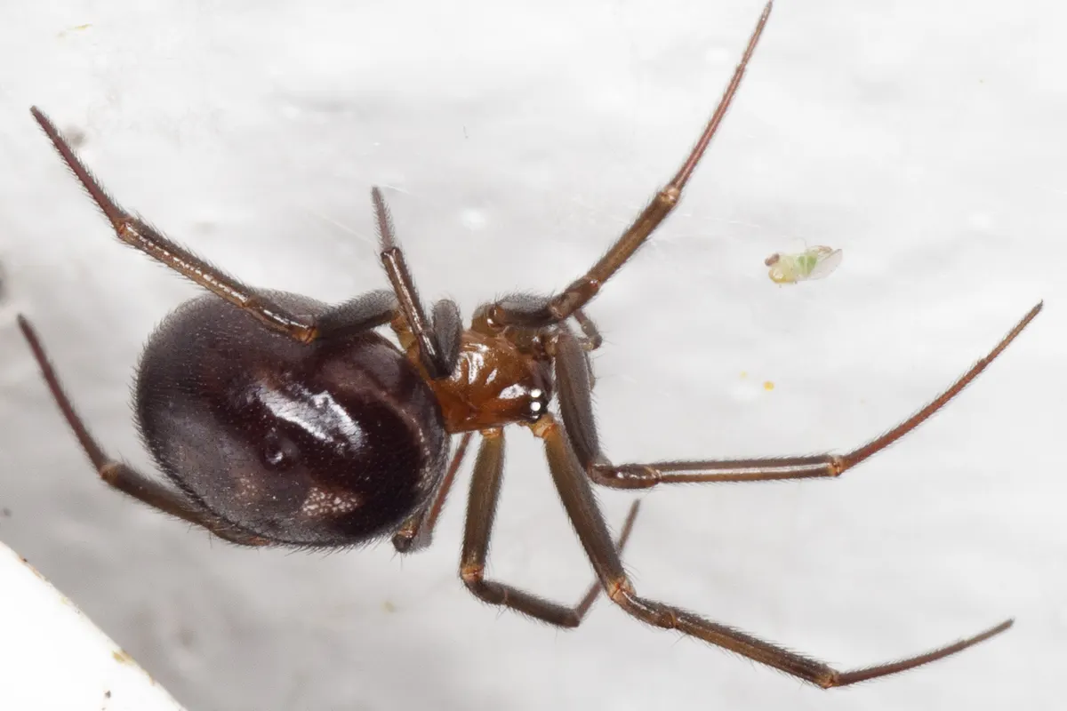 A false black widow spider on a white ceiling, with a round, glossy dark purple-brown body and no red hourglass