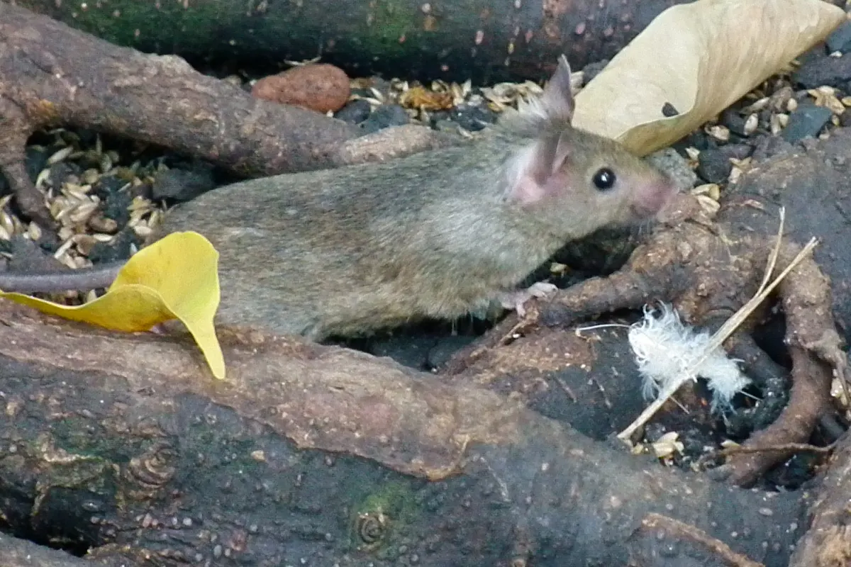A gray-brown house mouse among roots and spilled seed, the small mouse behind most Lynnwood mouse calls