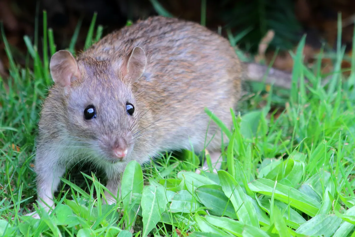A Norway rat (brown rat) in short grass, the heavier rat that burrows along Lynnwood foundations and creek banks