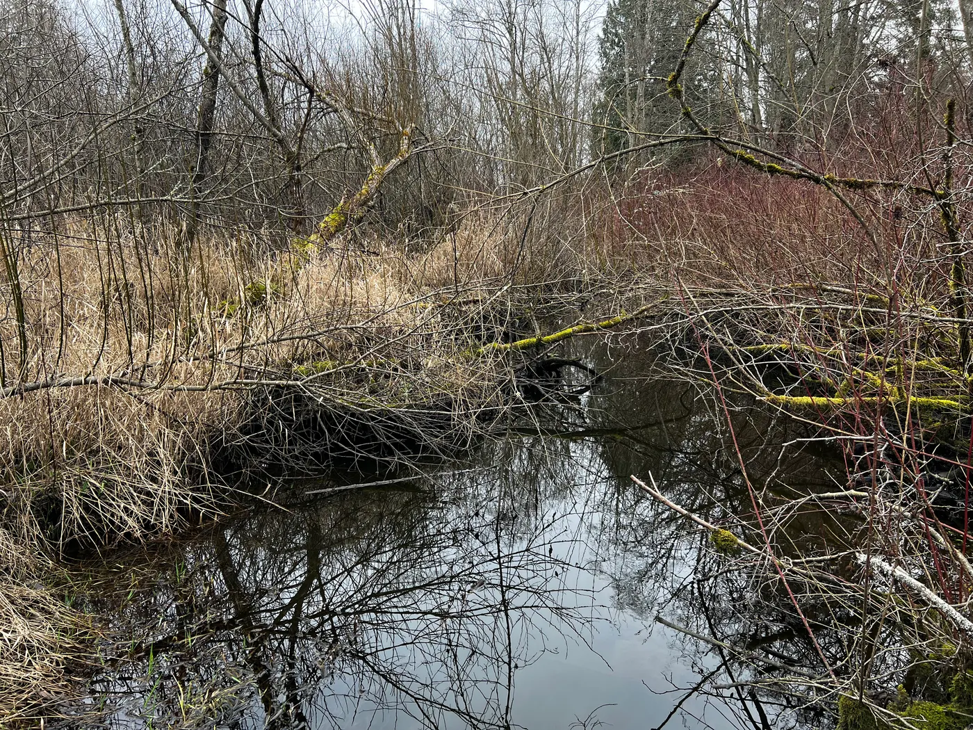 Scriber Creek running through brush and fallen branches in Scriber Lake Park, Lynnwood, WA, in winter