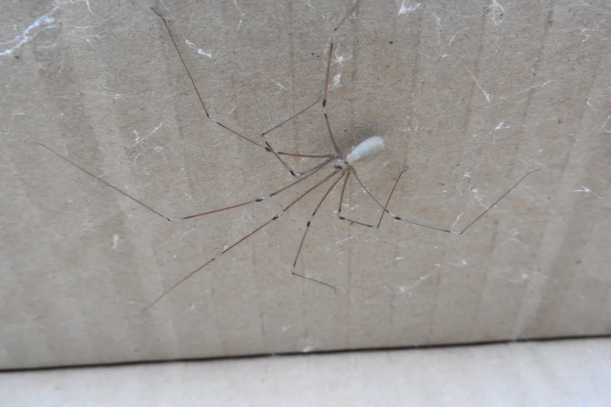 A long-legged cellar spider with a small pale body on a wall, the spider that fills the corners of sheds, barns and garages