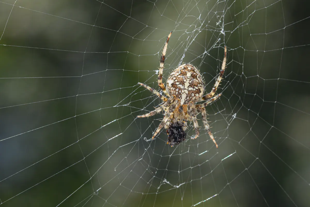A cross orb-weaver hanging in the center of its wheel-shaped web, the kind strung between fence posts and outbuildings in Woodinville
