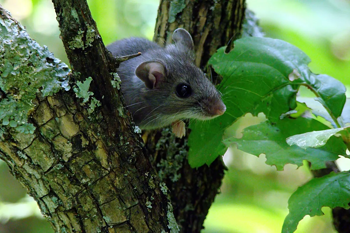 A deer mouse peering out from a tree trunk among leaves, the mouse common in Woodinville sheds and outbuildings