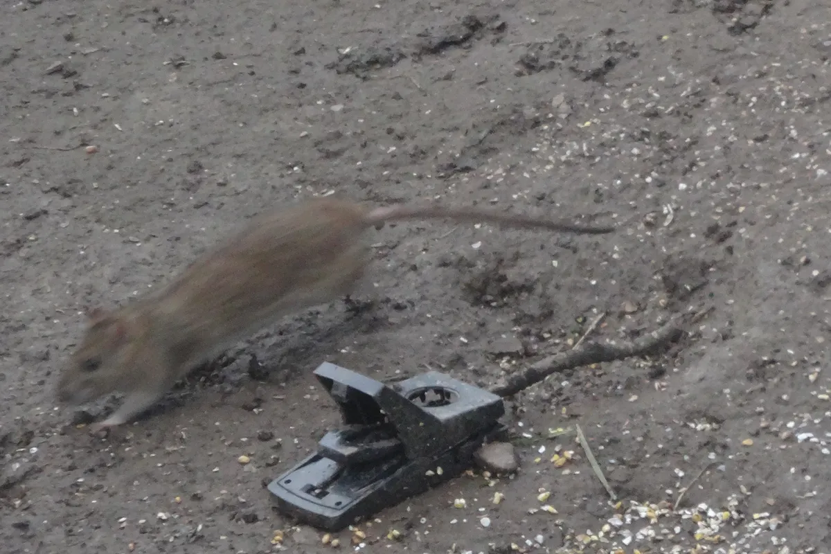 A Norway rat running across the dirt of a chicken run past a snap trap and spilled feed