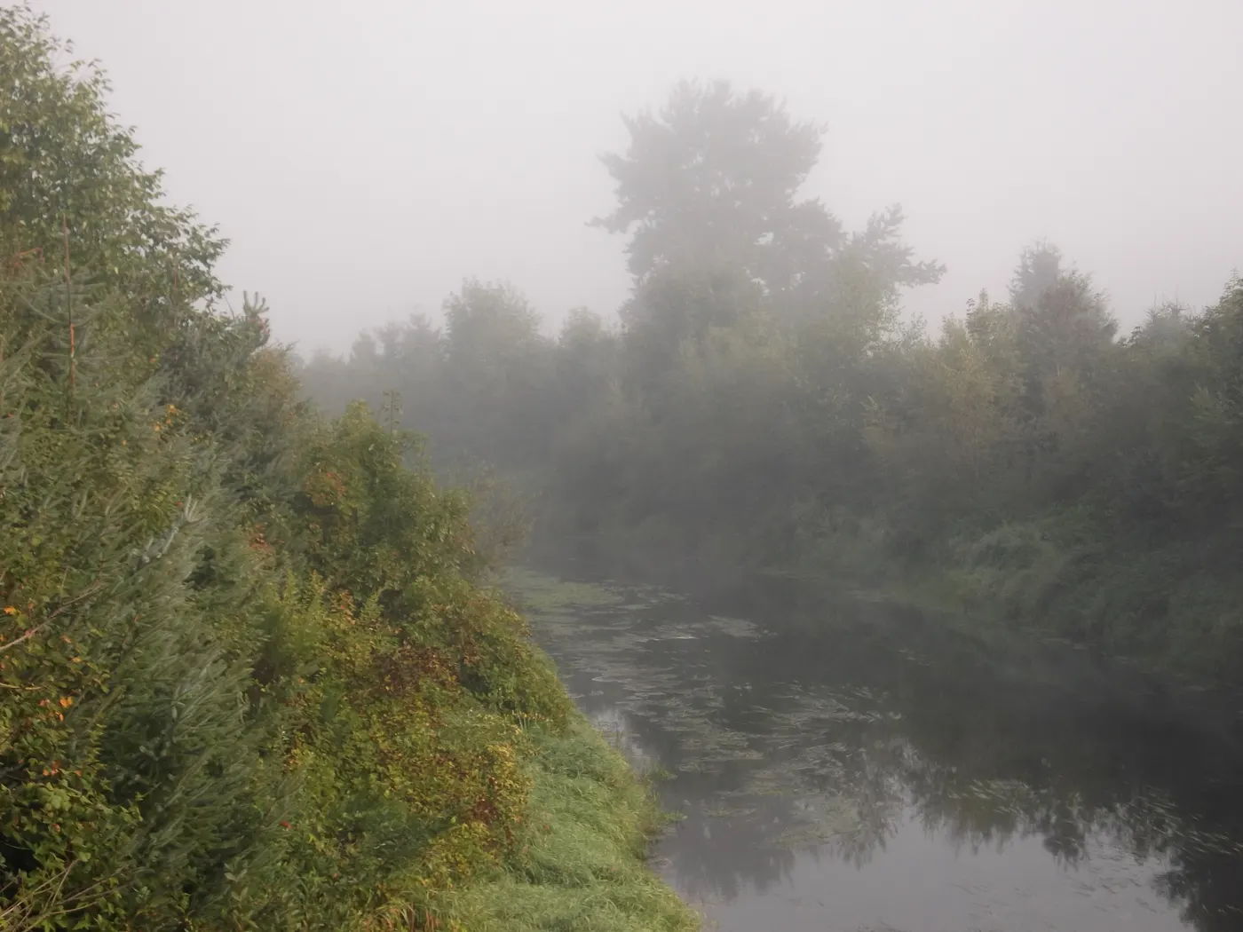 The Sammamish River in Woodinville, WA on a foggy morning, with brushy banks on both sides
