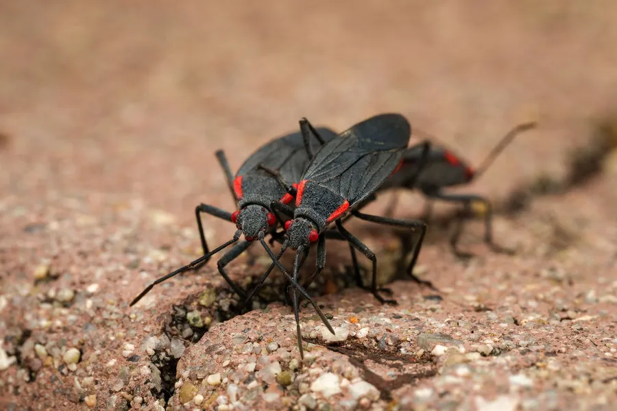 Two black boxelder bugs with red markings on their backs standing on a brick surface