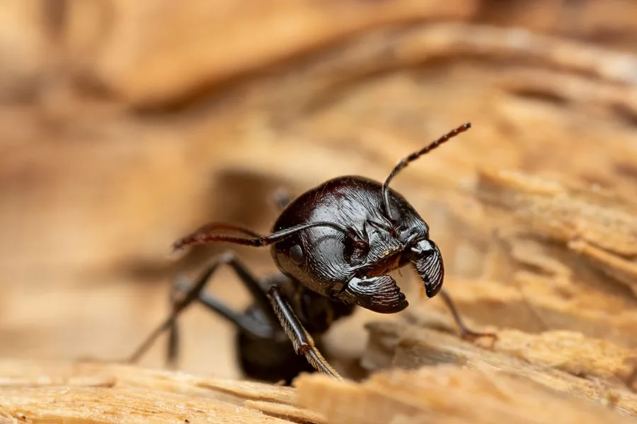 Close-up of a large black carpenter ant on wood