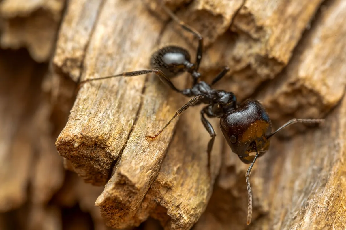 Close-up macro photo of a black carpenter ant on weathered wood