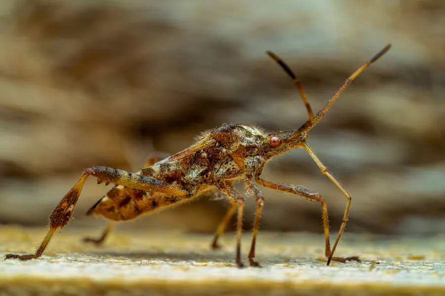 Western conifer seed bug, mottled brown with a flattened leaf-like section on its hind leg, standing on a stone surface