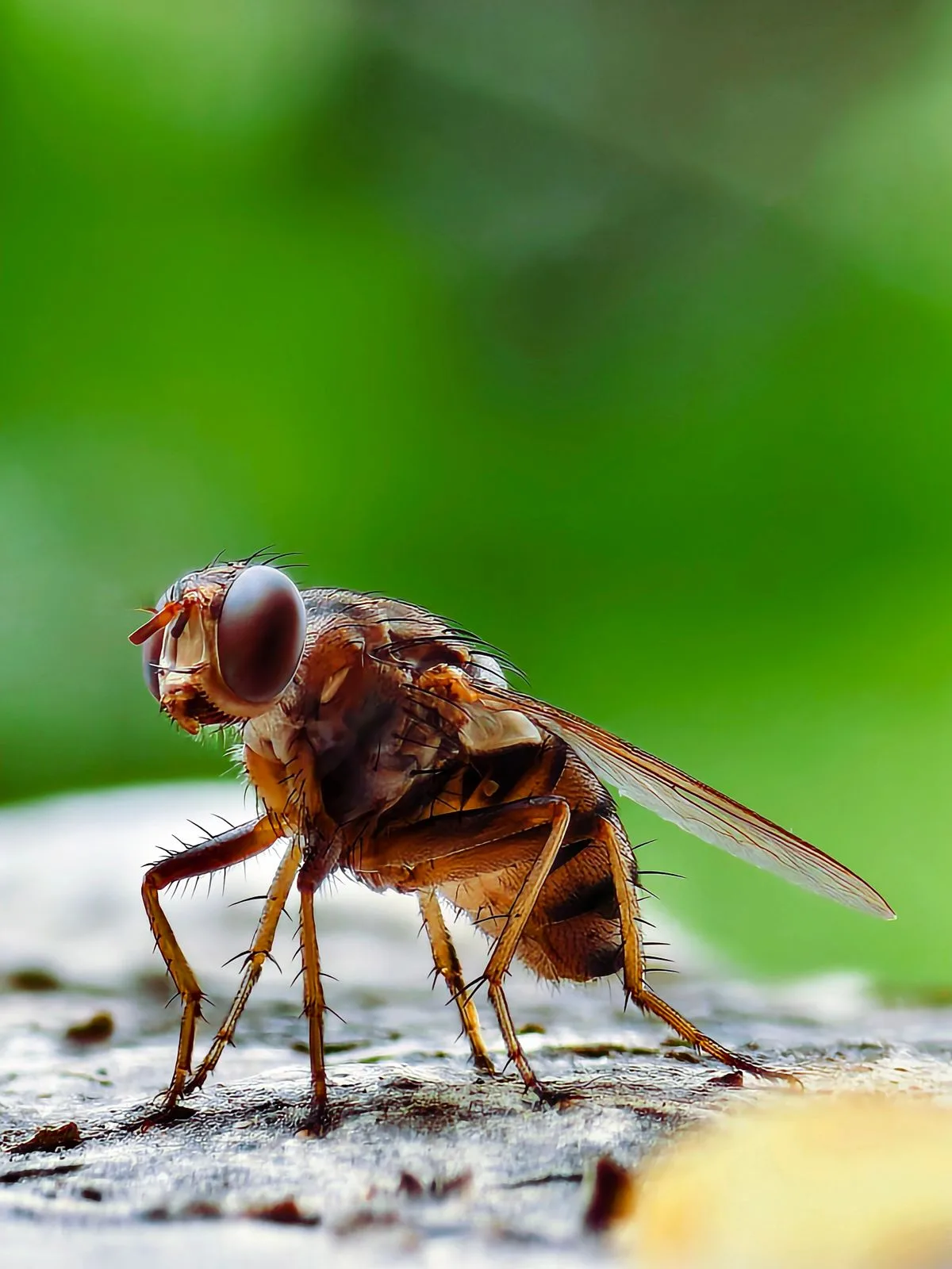 Macro close-up of a fly resting on a weathered surface