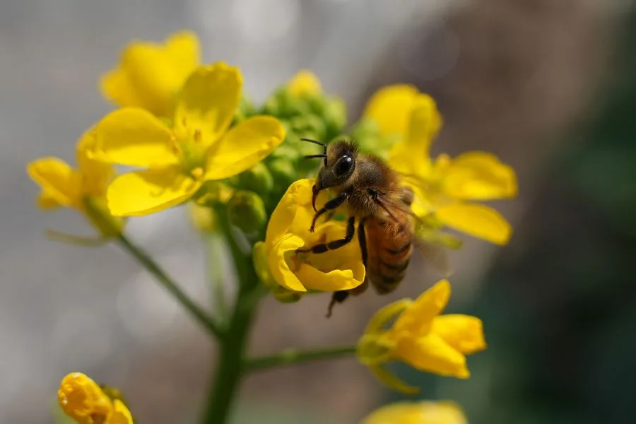 Close-up of a fuzzy golden honeybee on a yellow flower