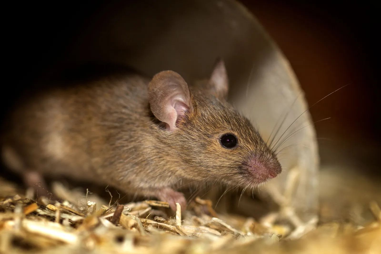 A small brown house mouse with large pink ears and long whiskers standing in loose straw beside a curved pipe