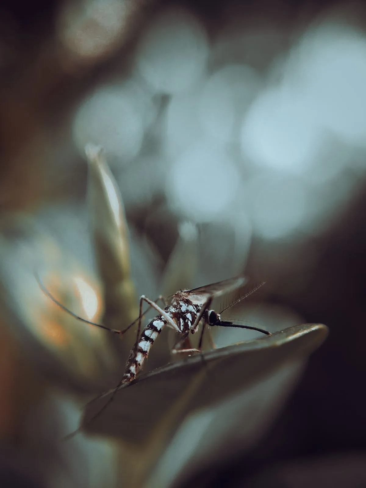 Close-up of a mosquito perched on a leaf