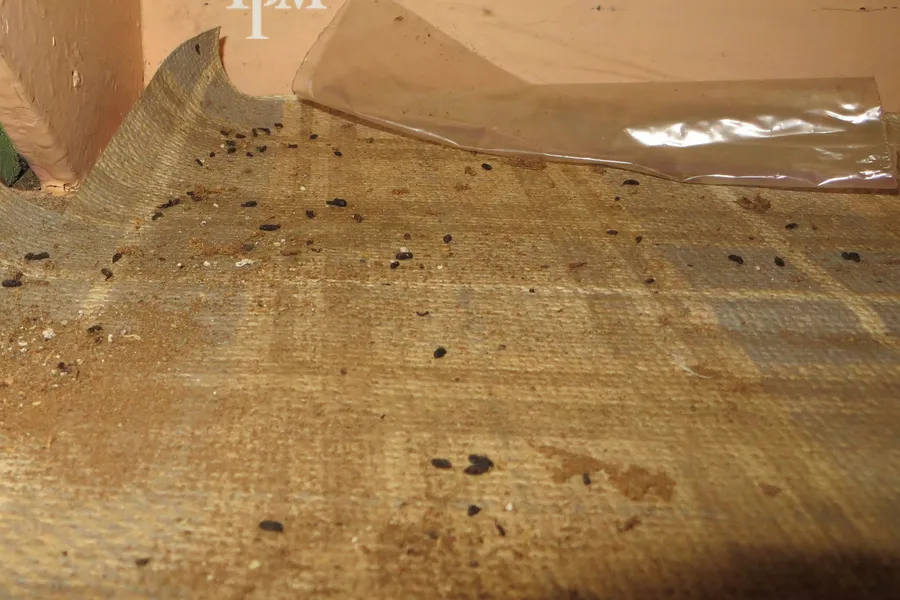 Small dark house mouse droppings scattered across a floor covering near a wall