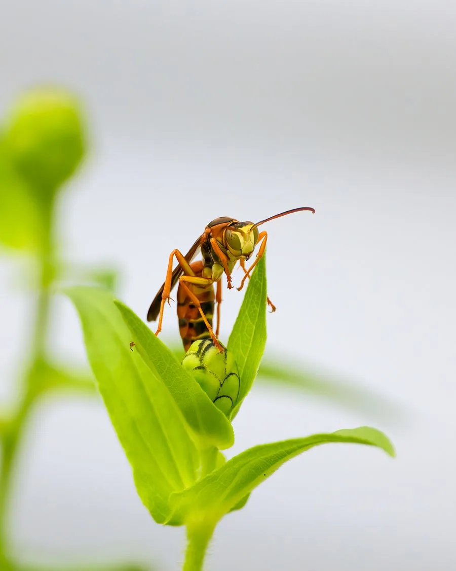 Close-up of a paper wasp, slender with long dangling legs