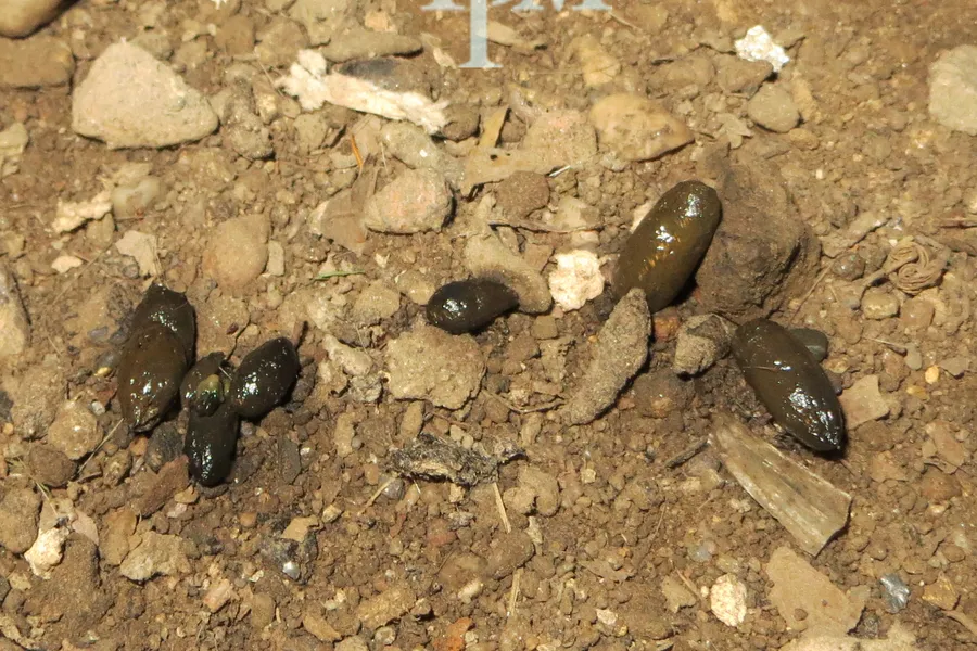 Larger dark Norway rat droppings in a small cluster on bare soil