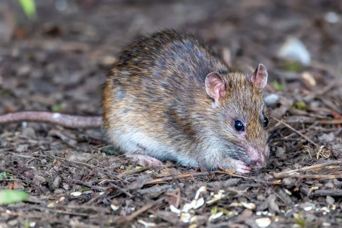 Close-up of a wild brown rat (Norway rat) foraging on the ground