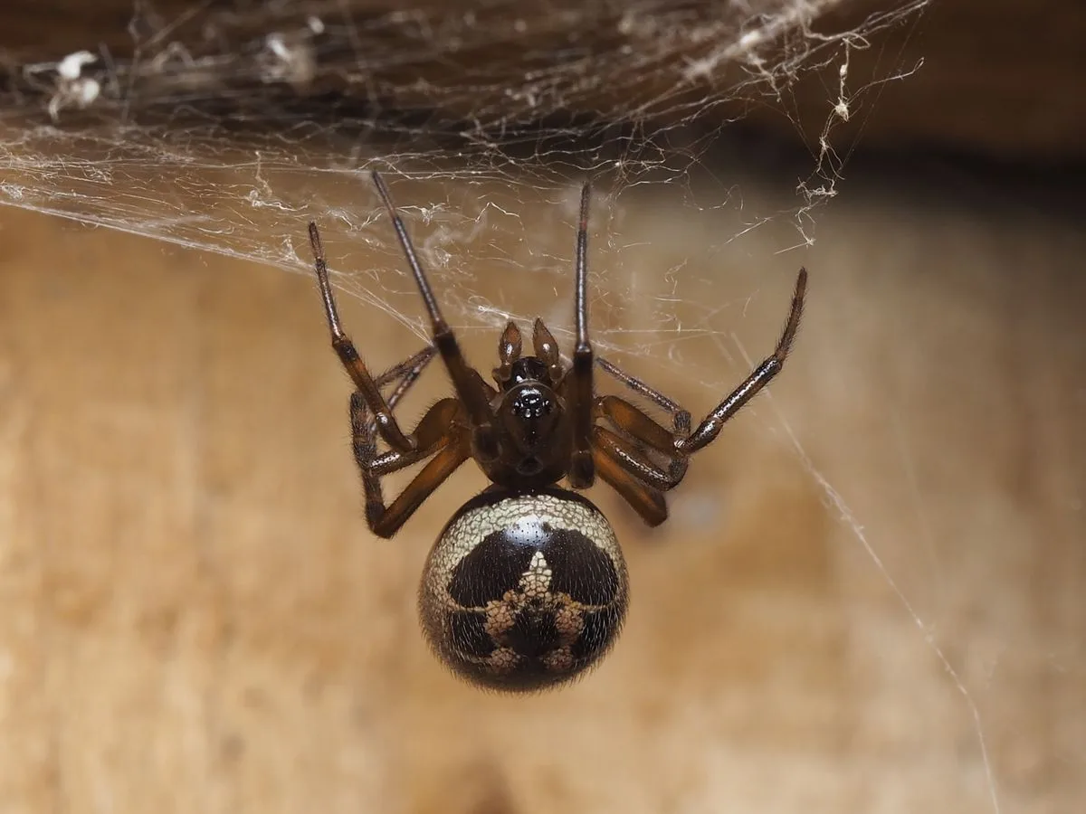 A house spider in its web in the corner of a wooden structure