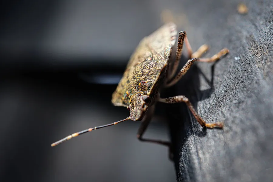 Brown marmorated stink bug on dark wood with pale bands visible on its antenna