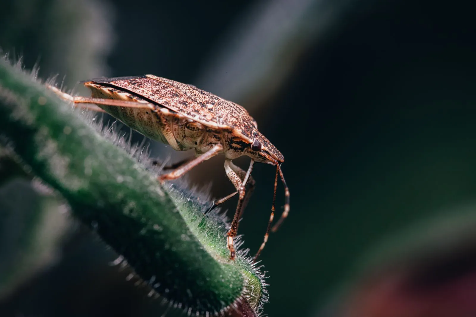 Close-up of a brown marmorated stink bug standing on a hairy green plant stem, showing its shield-shaped back and banded antennae