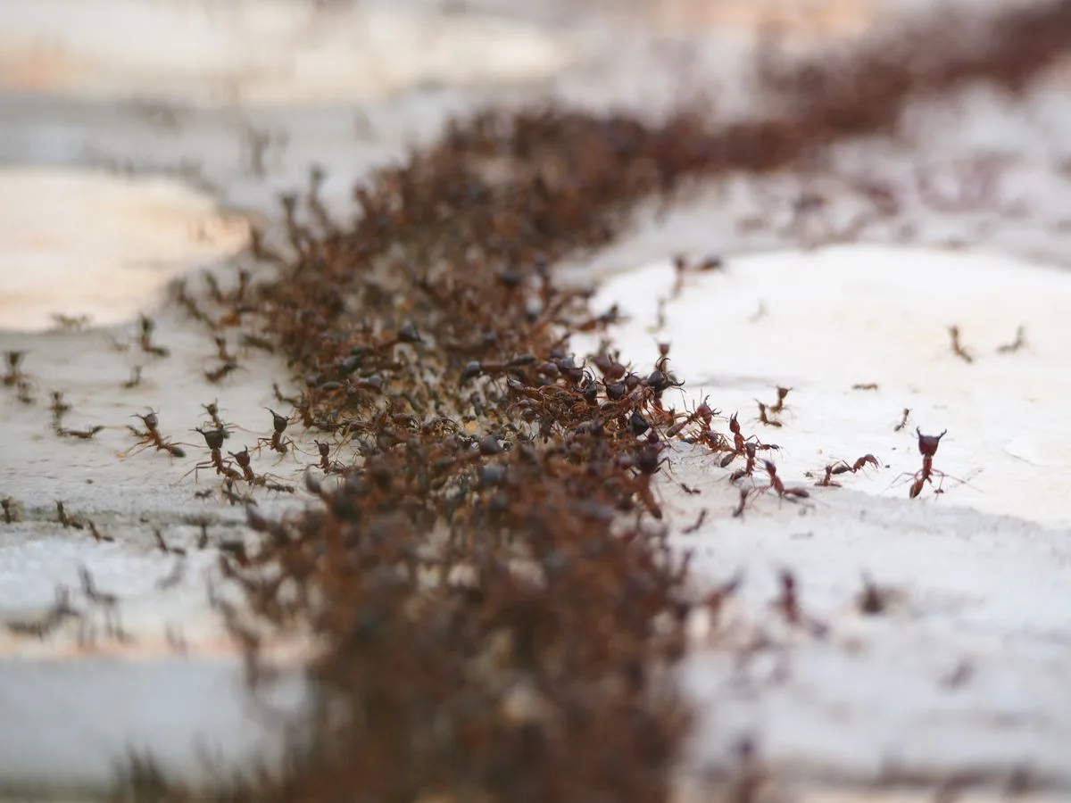 A dense trail of small sugar ants moving along a surface