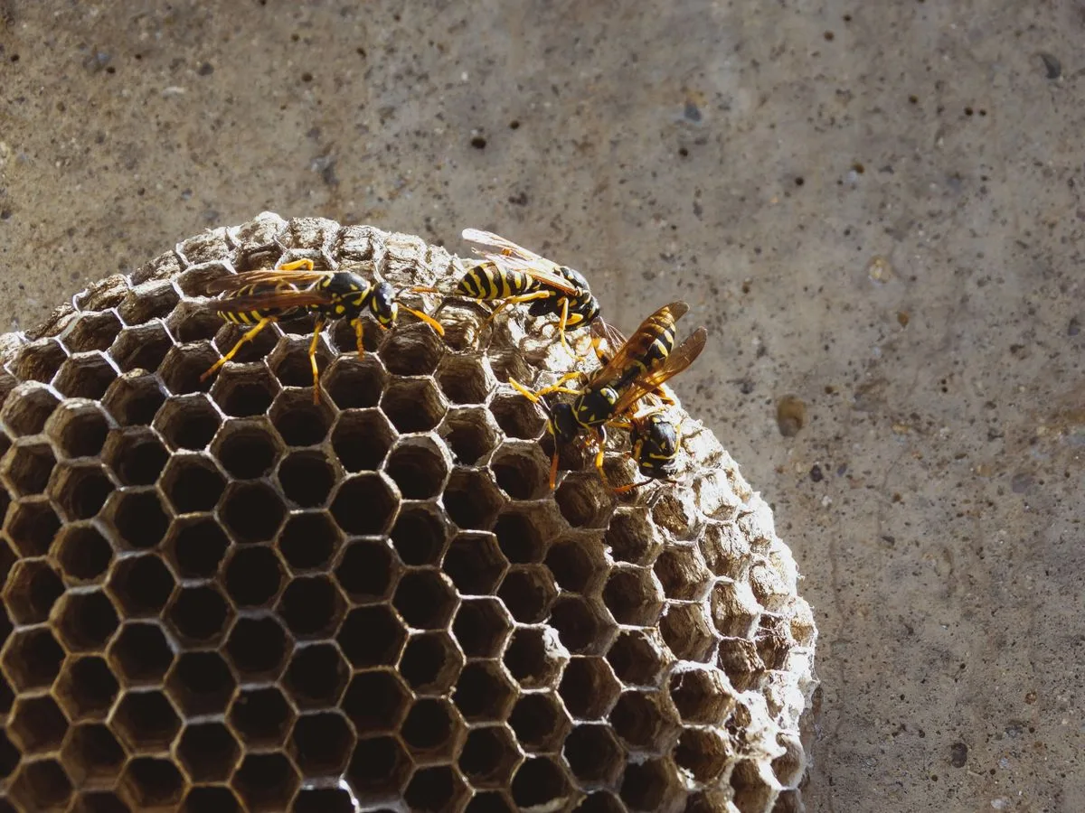Paper wasps on an open umbrella-shaped paper nest against a wall